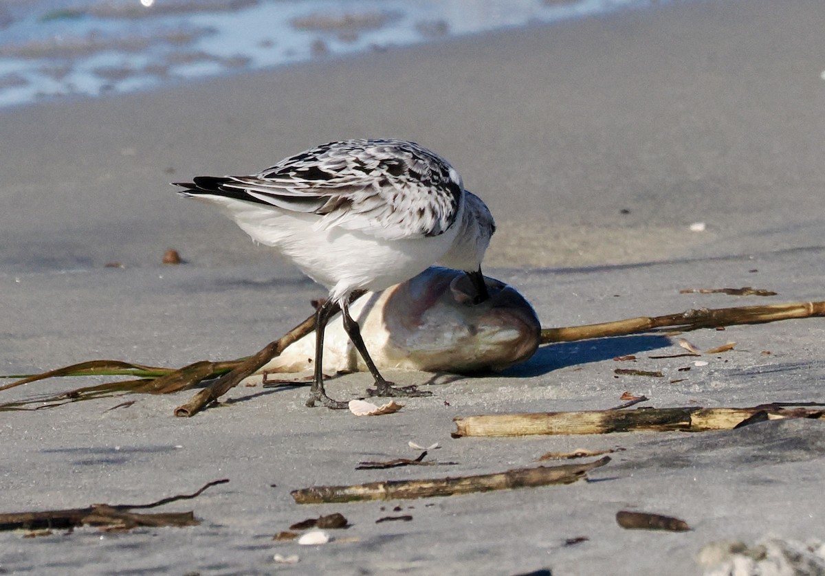 Sanderling - ML646463377
