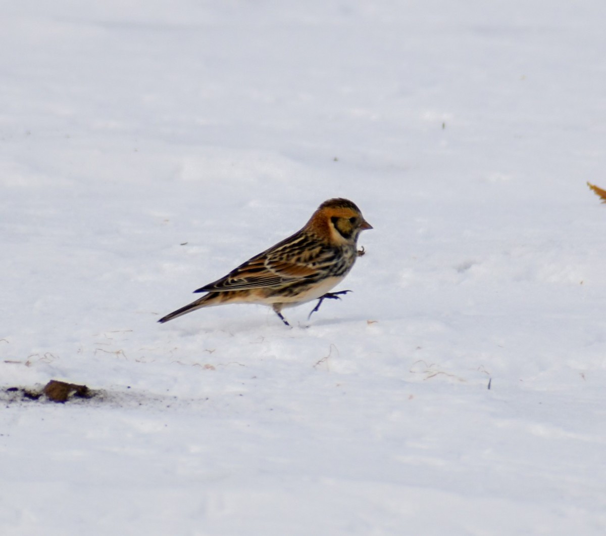 Lapland Longspur - ML646463378