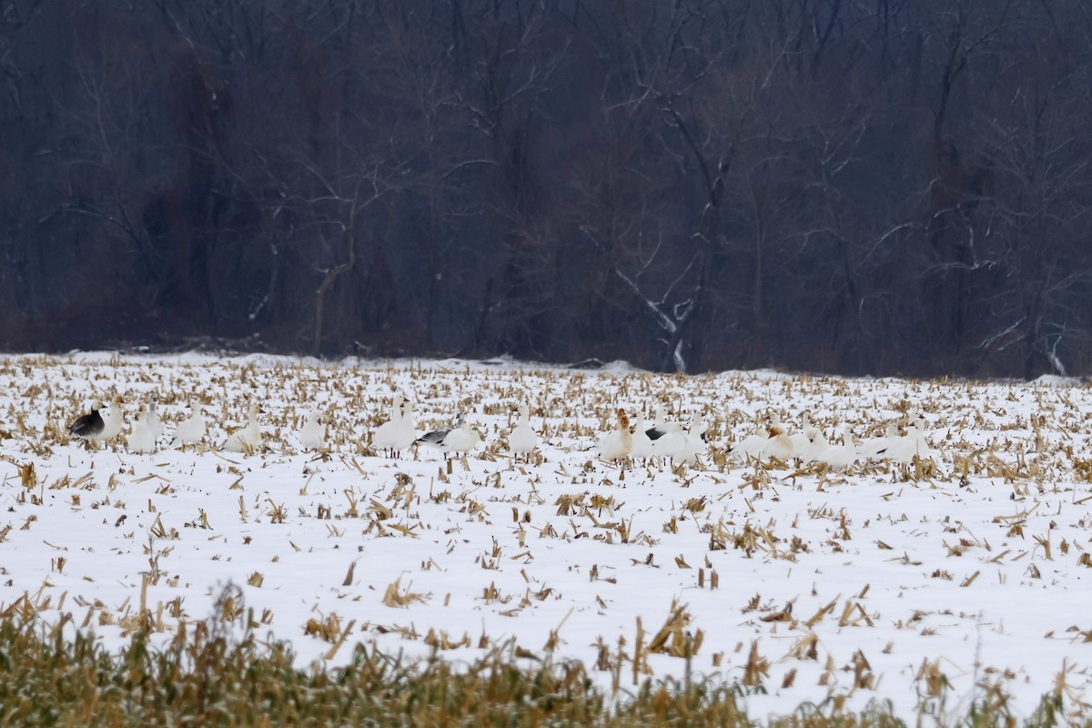 Oie des neiges - ML646463379