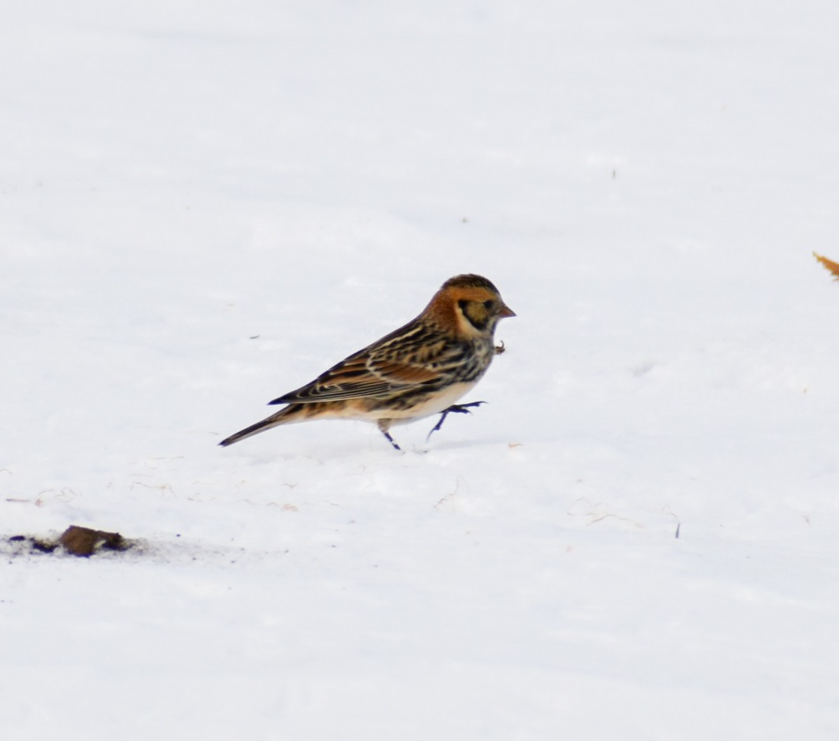 Lapland Longspur - ML646463380