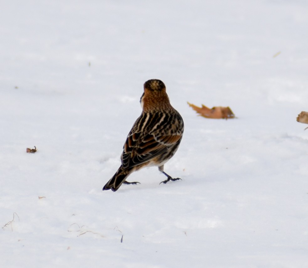 Lapland Longspur - ML646463381