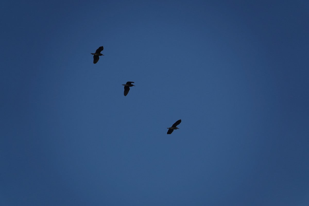 Black-crowned Night Heron (American) - ML646463383