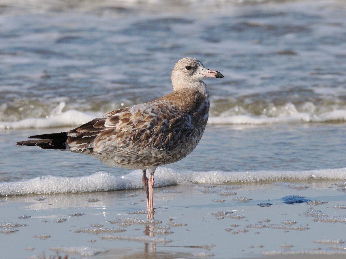 Ring-billed Gull - ML646463384