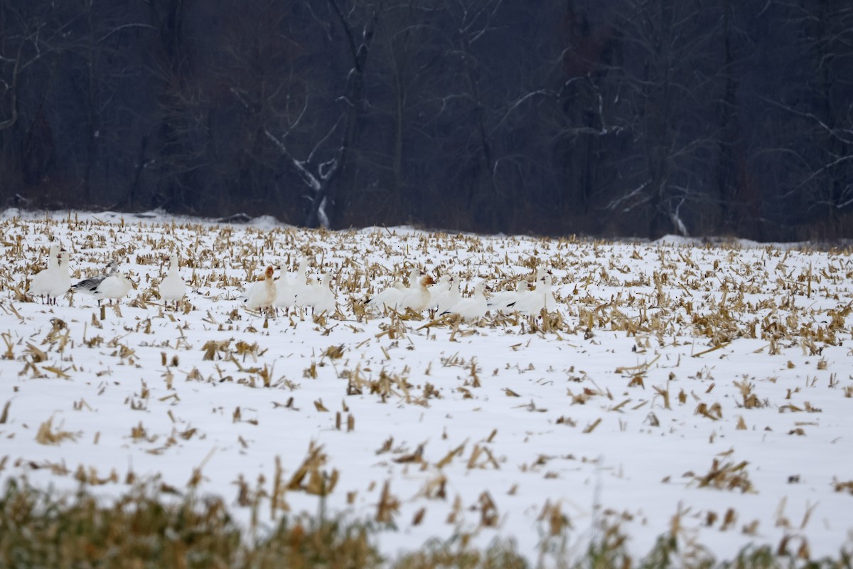 Oie des neiges - ML646463385