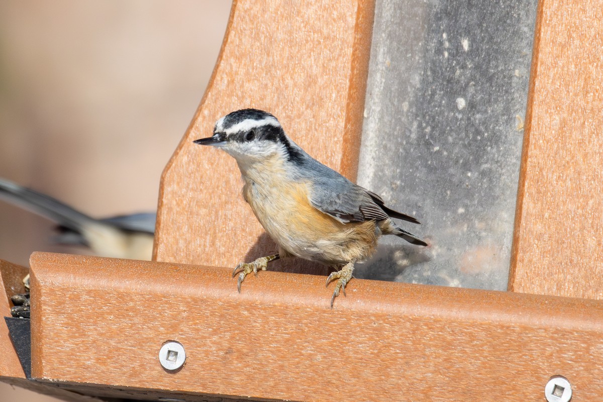 ムネアカゴジュウカラ - ML646463387