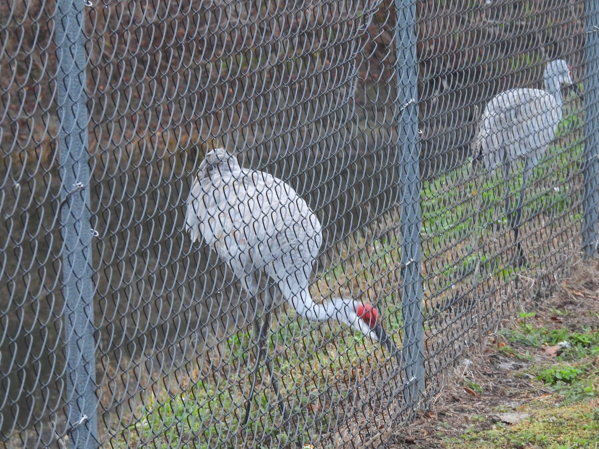 Sandhill Crane - ML646463390