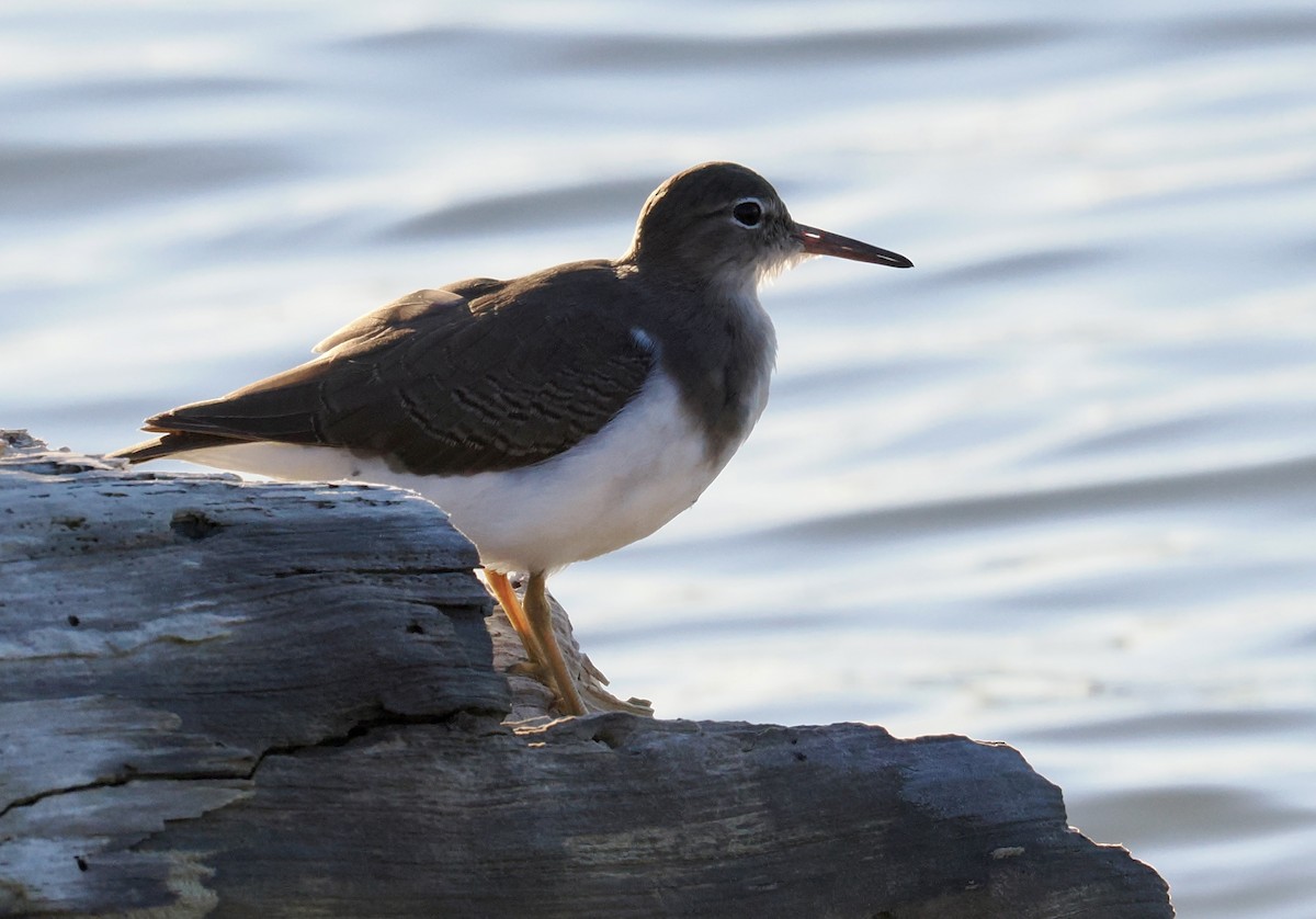Spotted Sandpiper - ML646463391