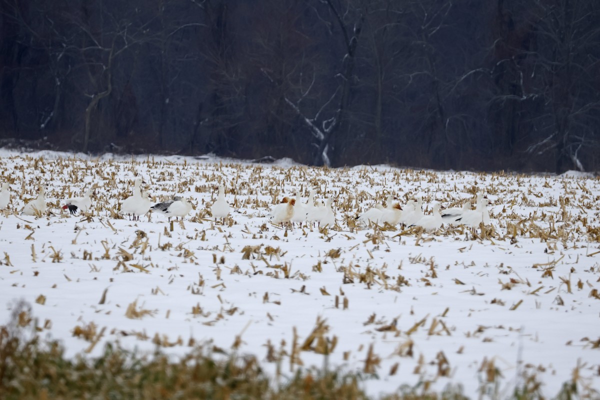 Oie des neiges - ML646463392