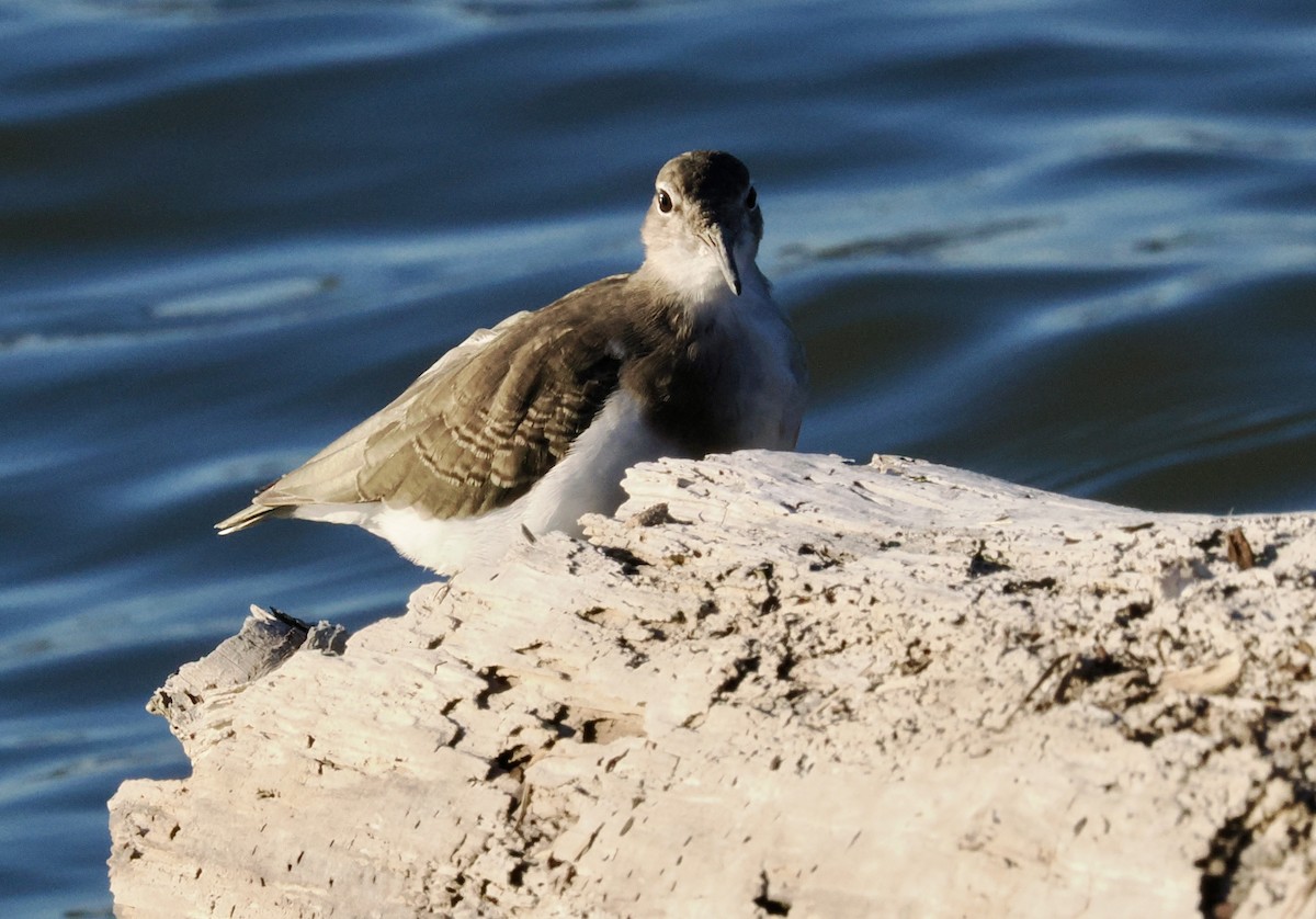 Spotted Sandpiper - ML646463395