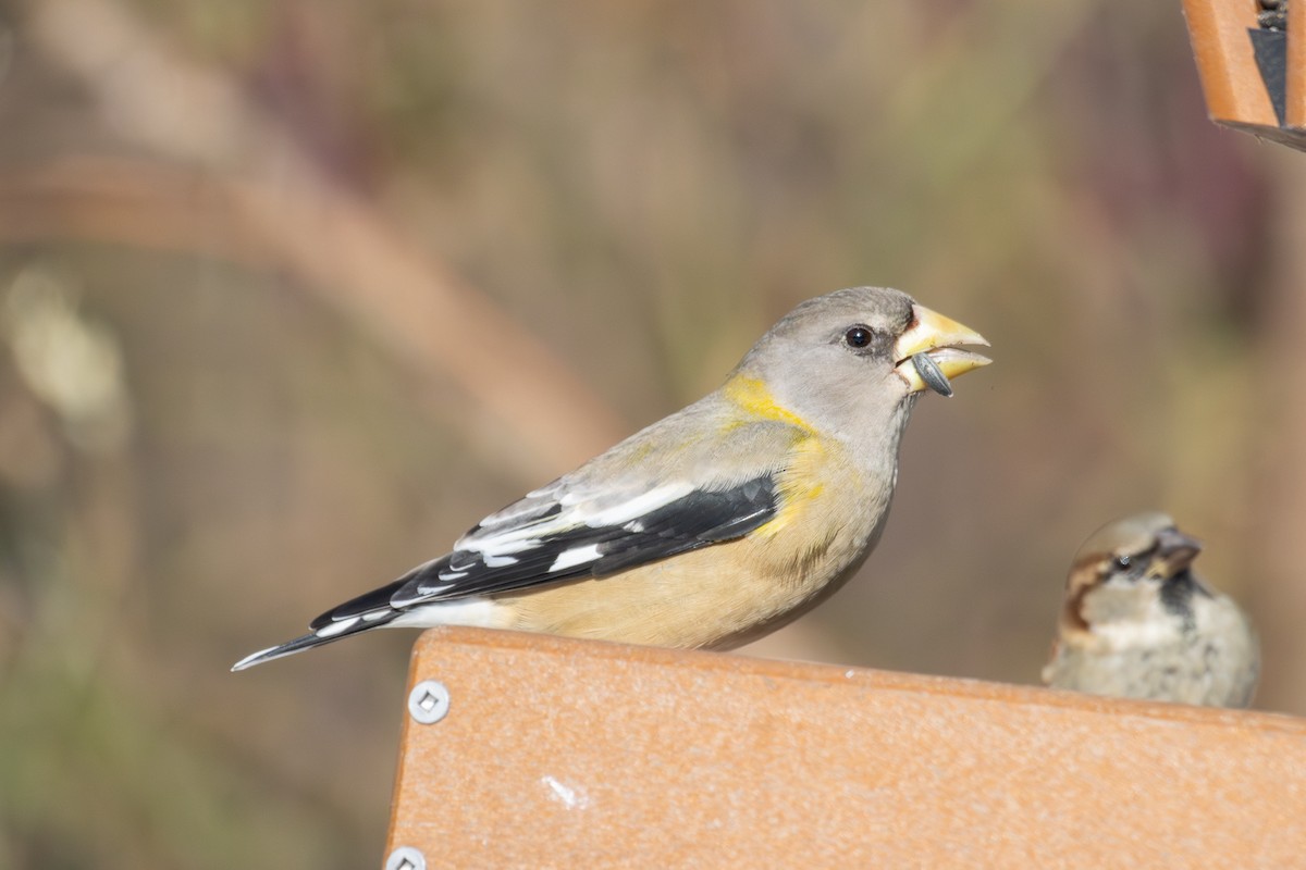 キビタイシメ - ML646463398