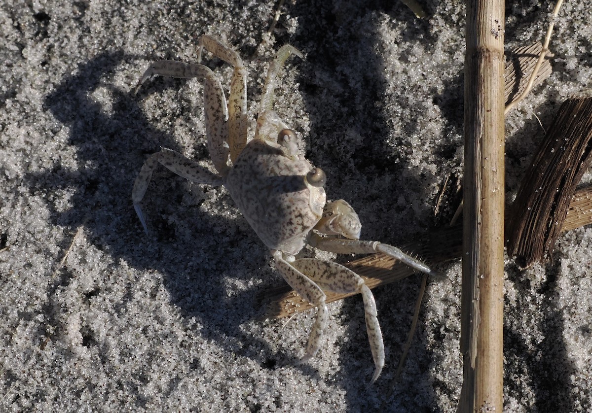 Atlantic Ghost Crab - ML646463399