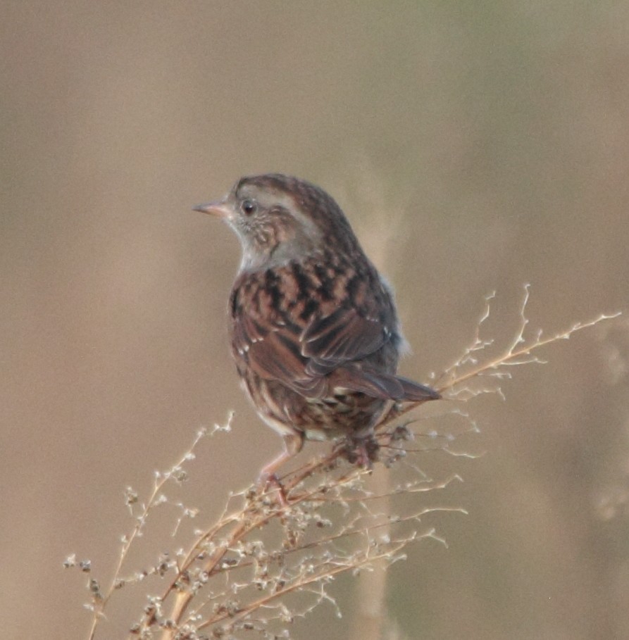 סתרי מצוי - ML646463400