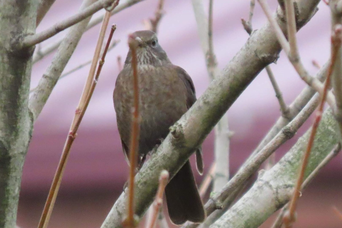 Eurasian Blackbird - ML646463401