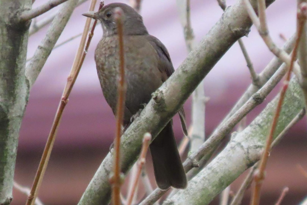 Eurasian Blackbird - ML646463402