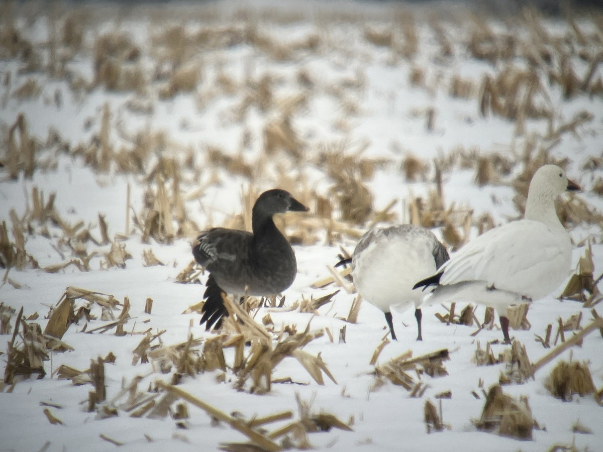 Oie des neiges - ML646463405