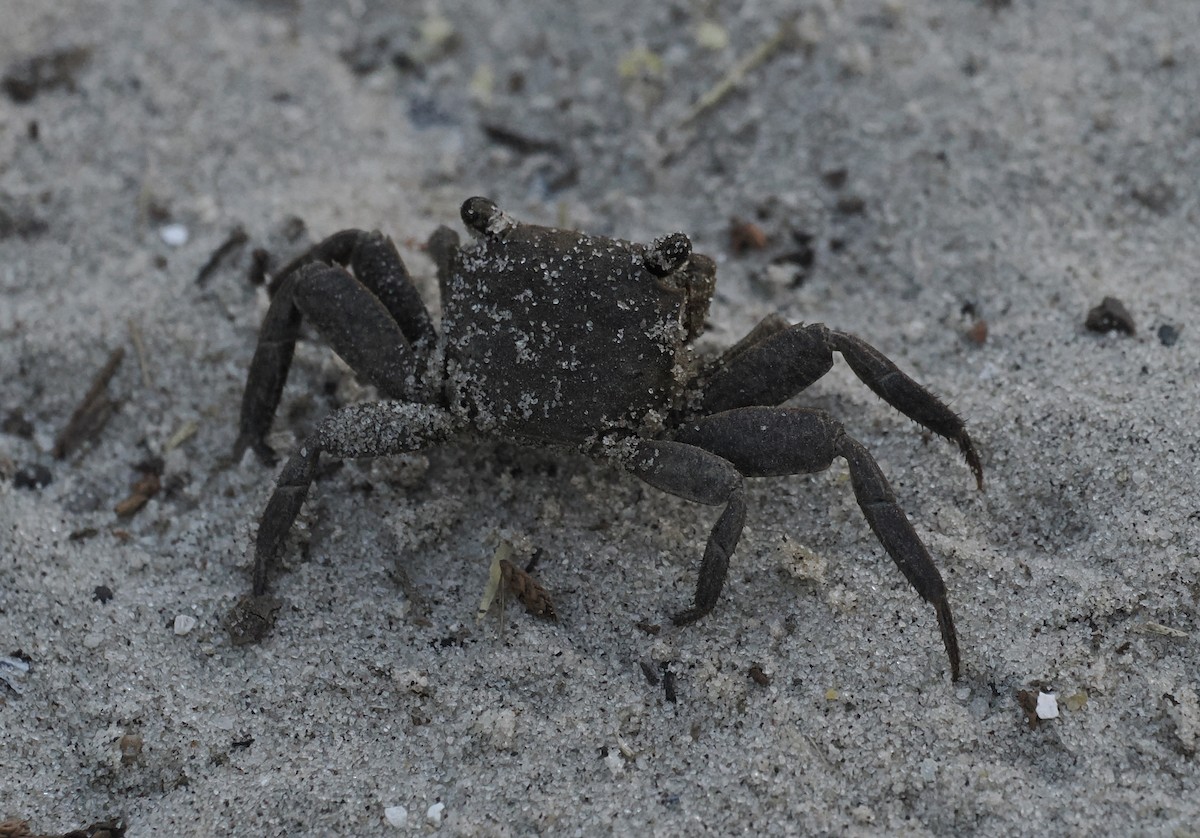 Squareback Marsh Crab - ML646463410