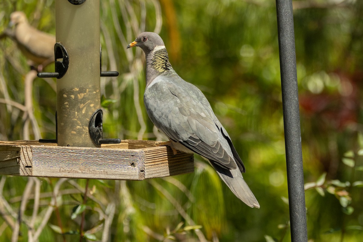 Band-tailed Pigeon - ML646463413