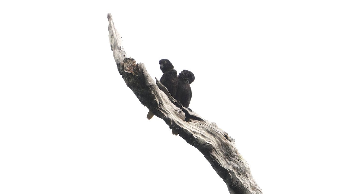 Black Lory - ML646463414