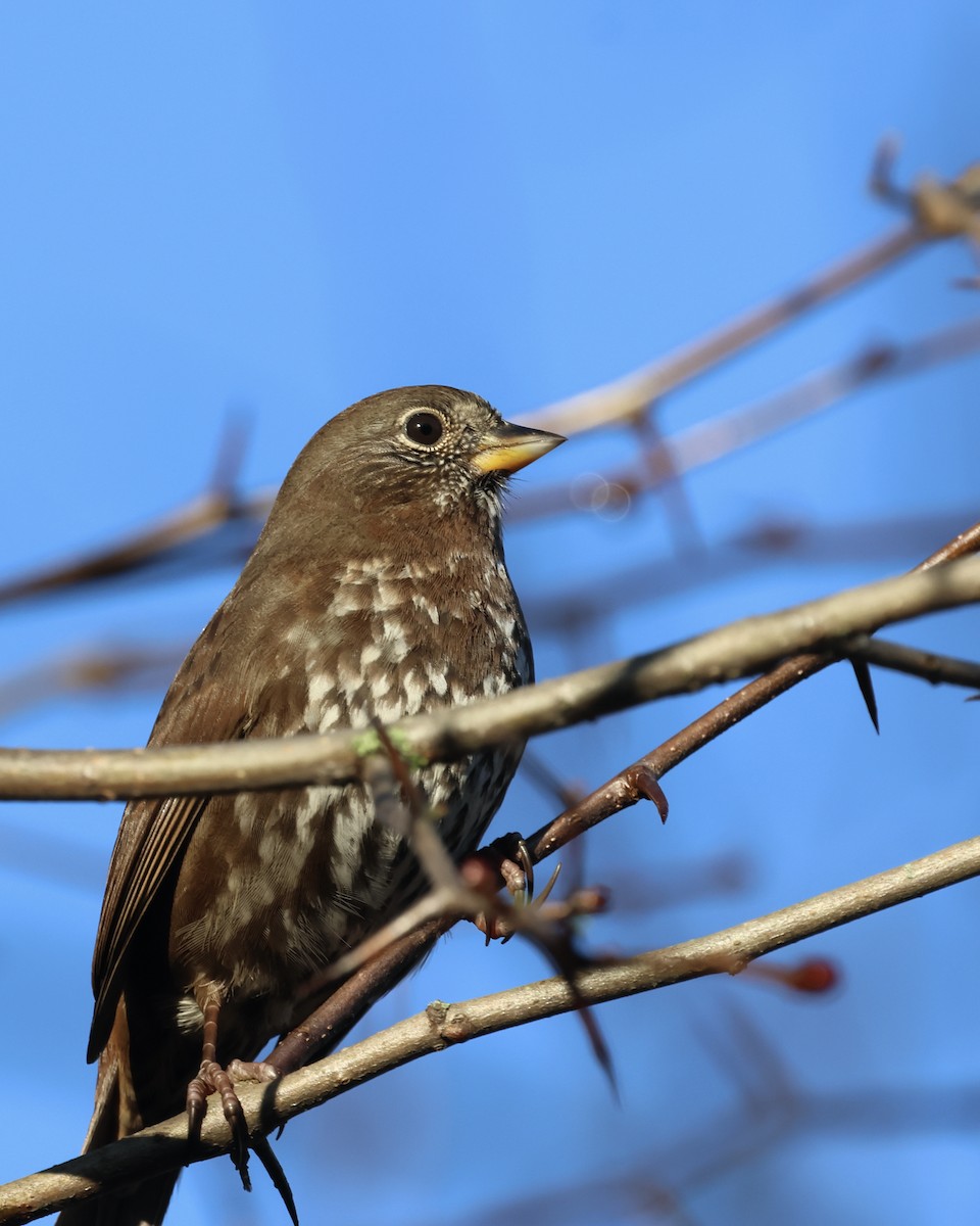 Passerella variabile - ML646463416