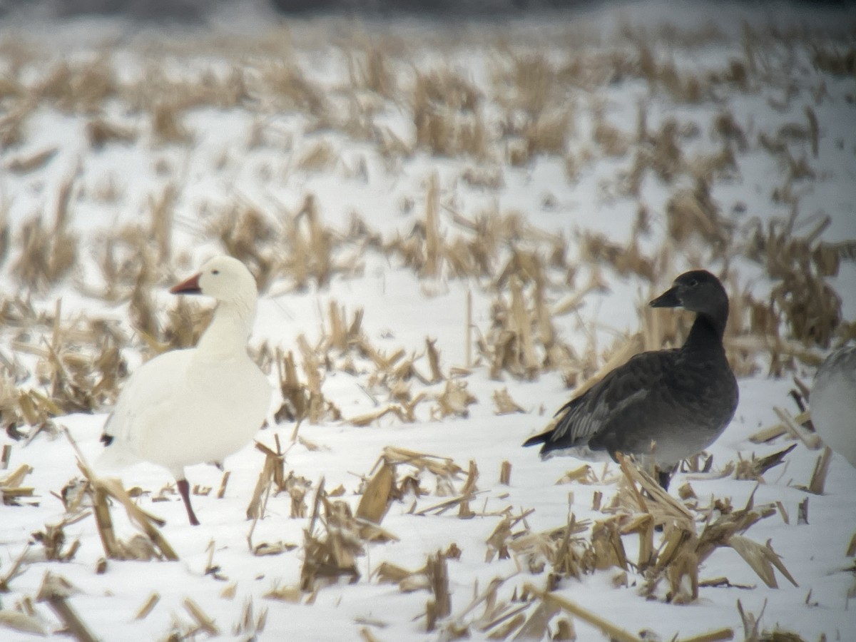 Oie des neiges - ML646463417