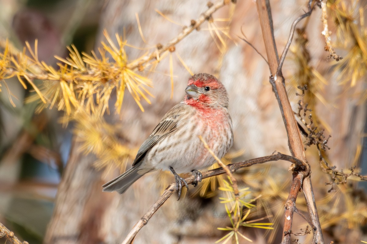 House Finch - ML646463418