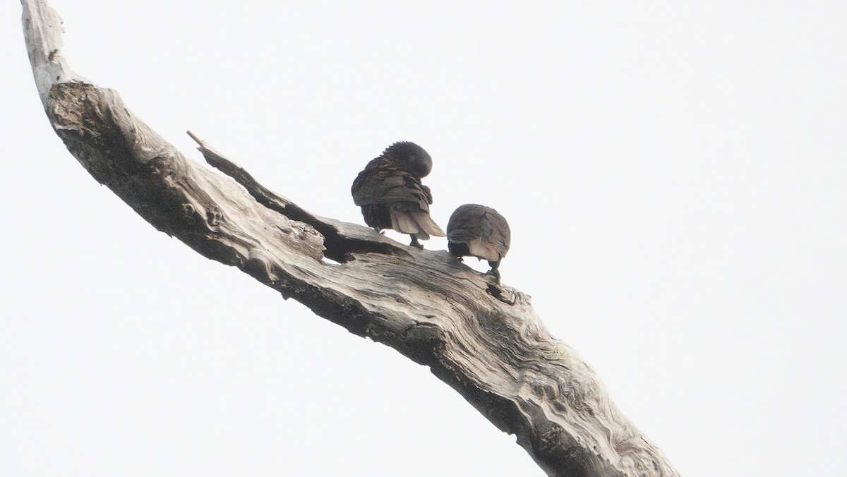 Black Lory - ML646463419