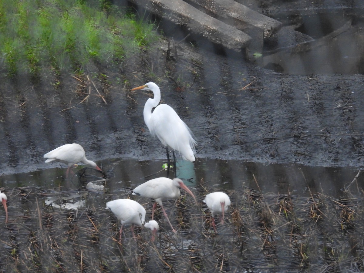 Great Egret - ML646463420
