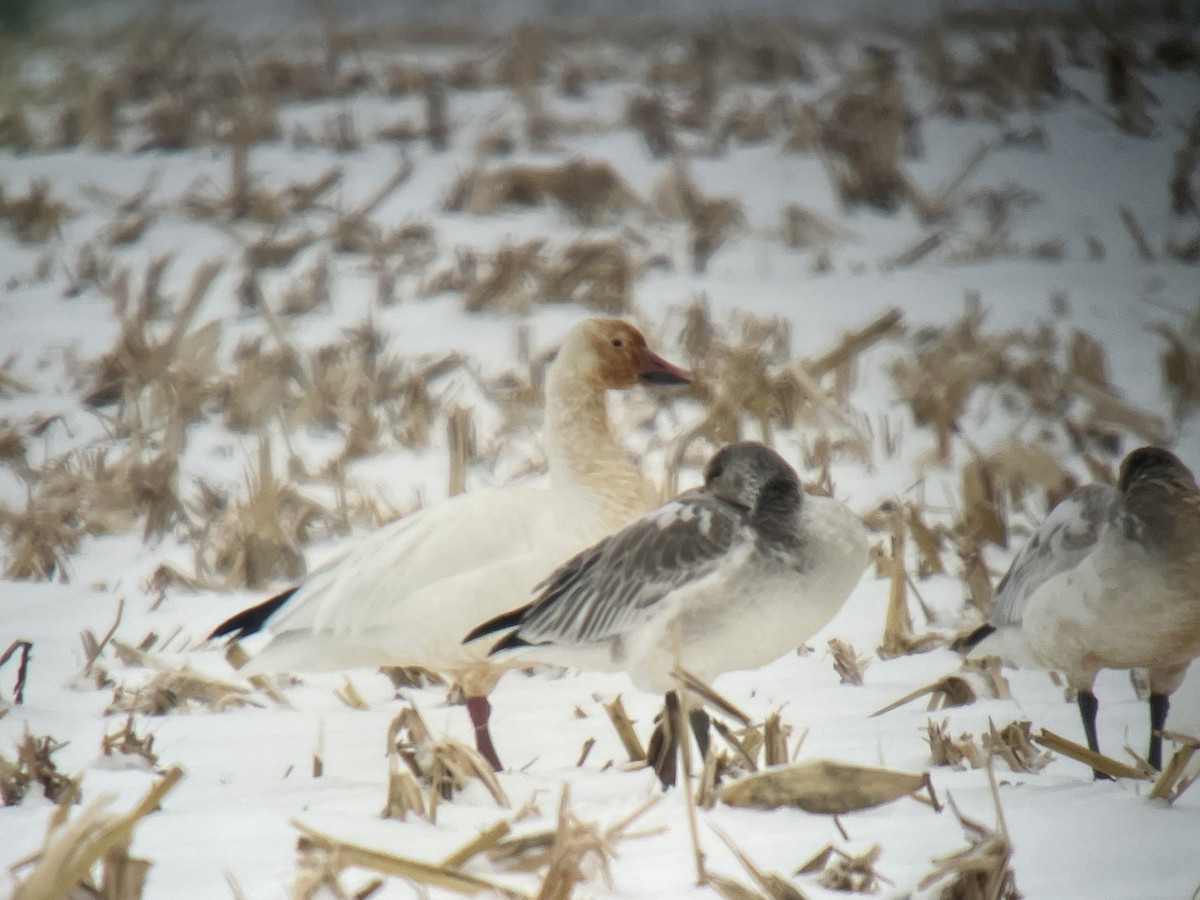 Oie des neiges - ML646463421