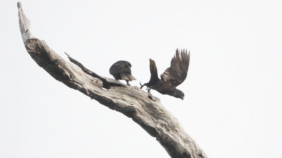 Black Lory - ML646463422