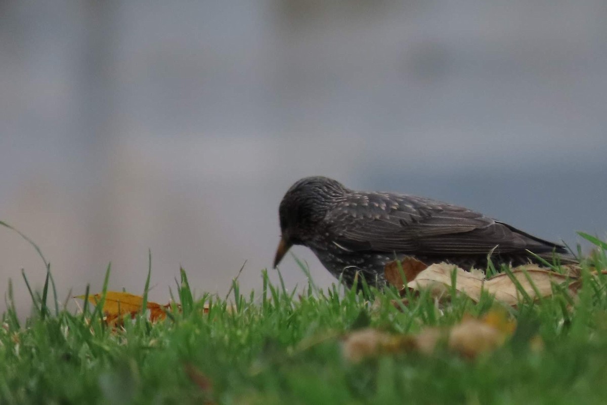 European Starling - ML646463424