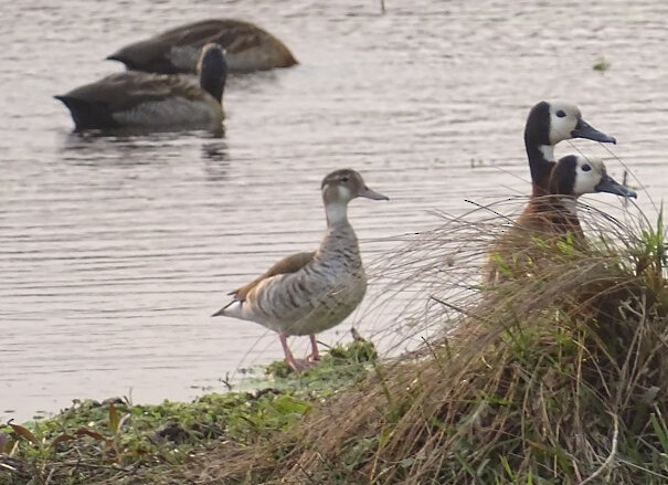 クビワコガモ - ML646463425