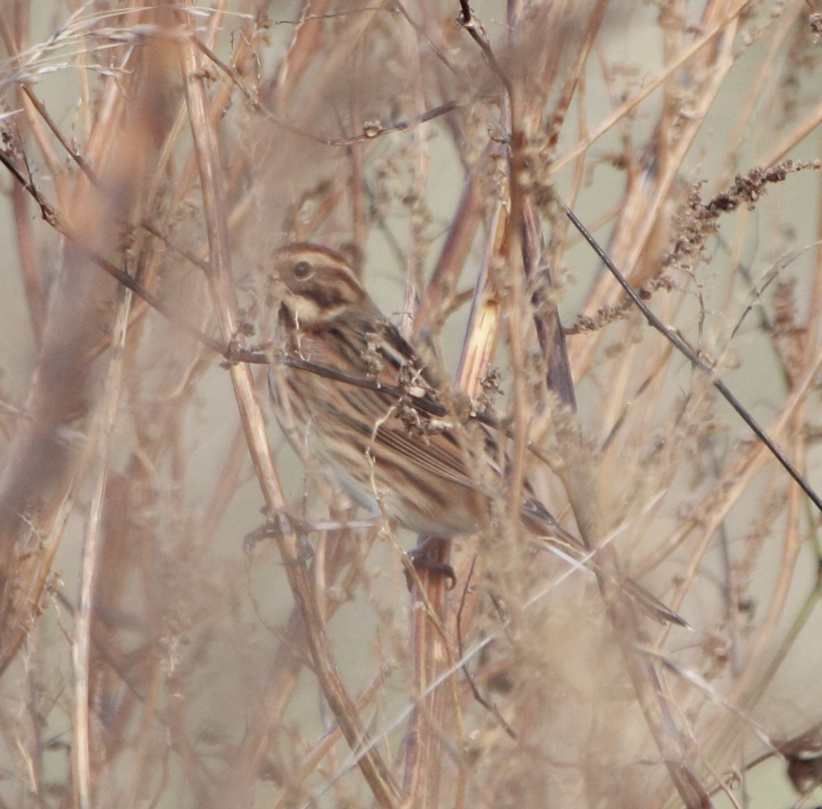 Reed Bunting - ML646463428