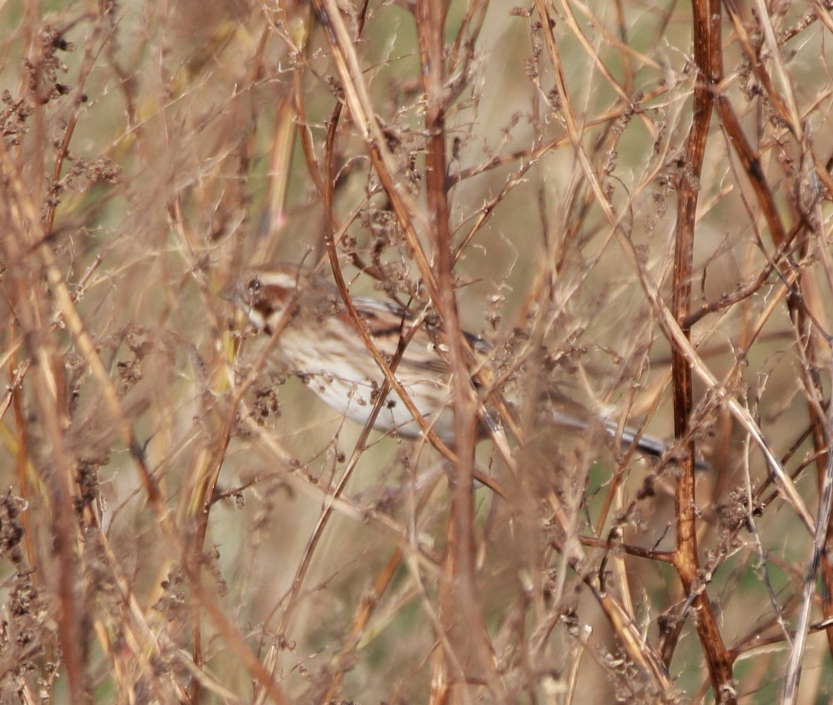 Reed Bunting - ML646463429