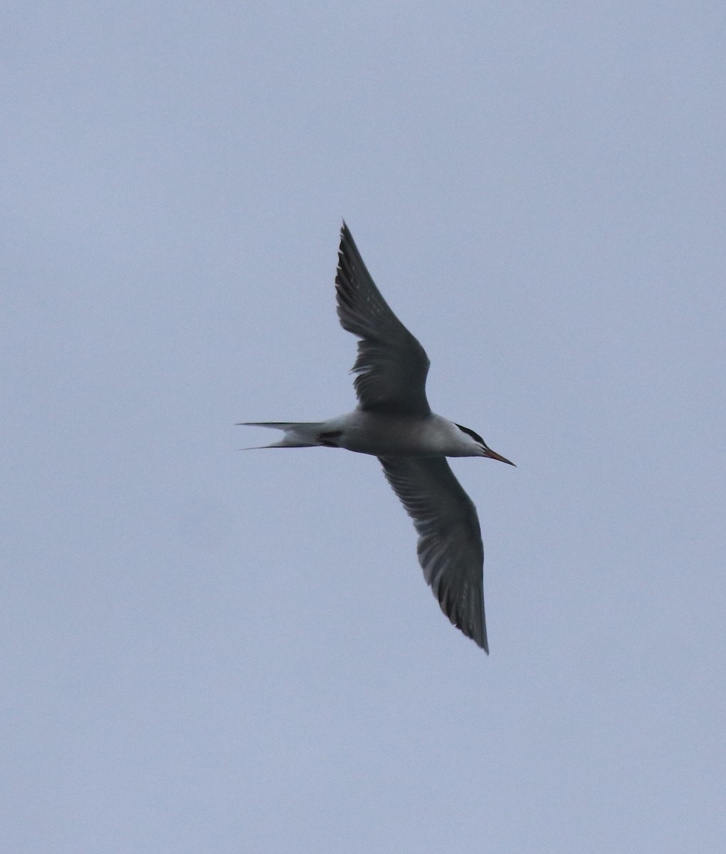 Common Tern - ML646463430