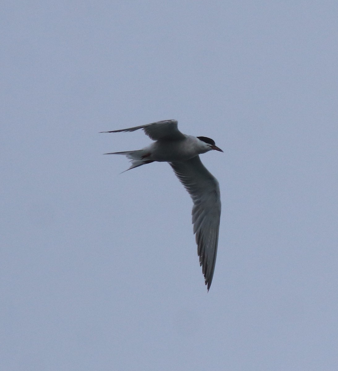 Common Tern - ML646463431