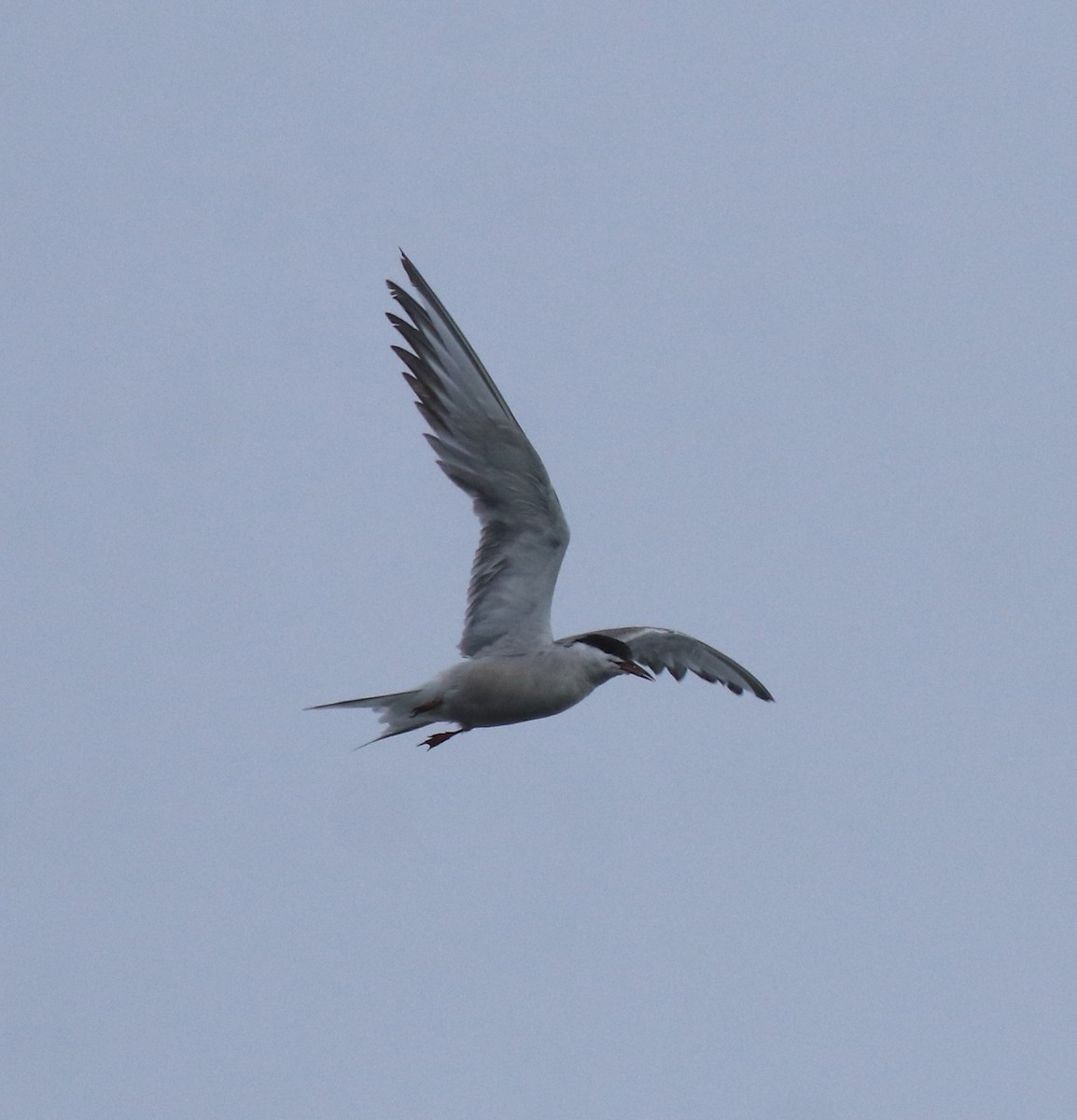 Common Tern - ML646463432