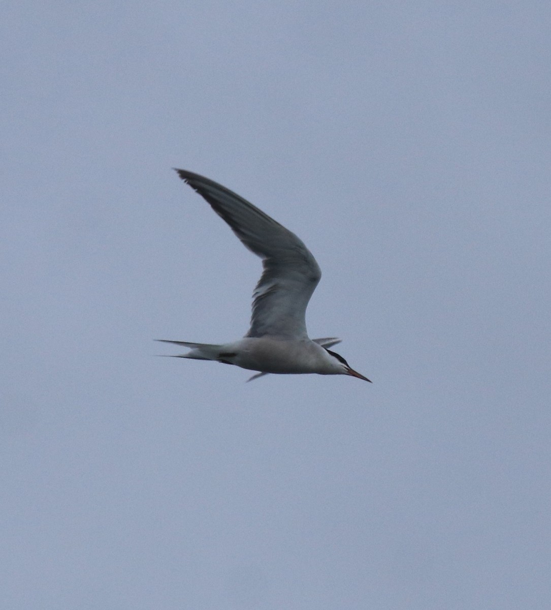 Common Tern - ML646463433