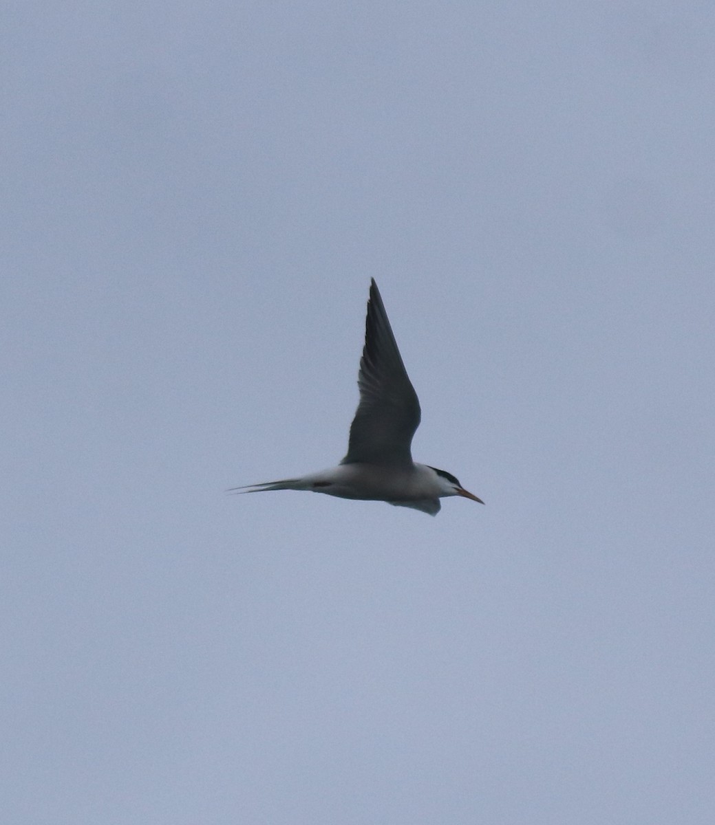Common Tern - ML646463434