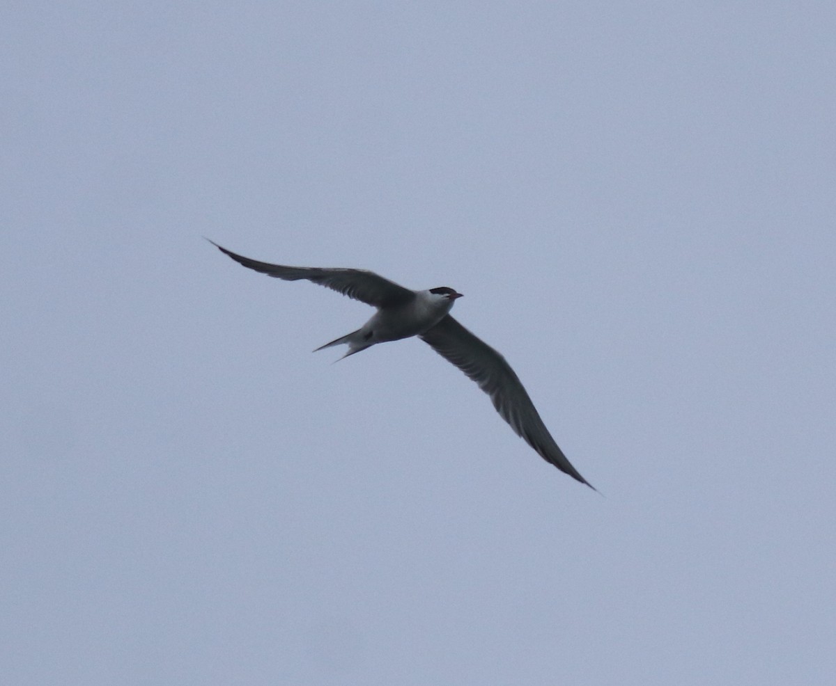 Common Tern - ML646463435