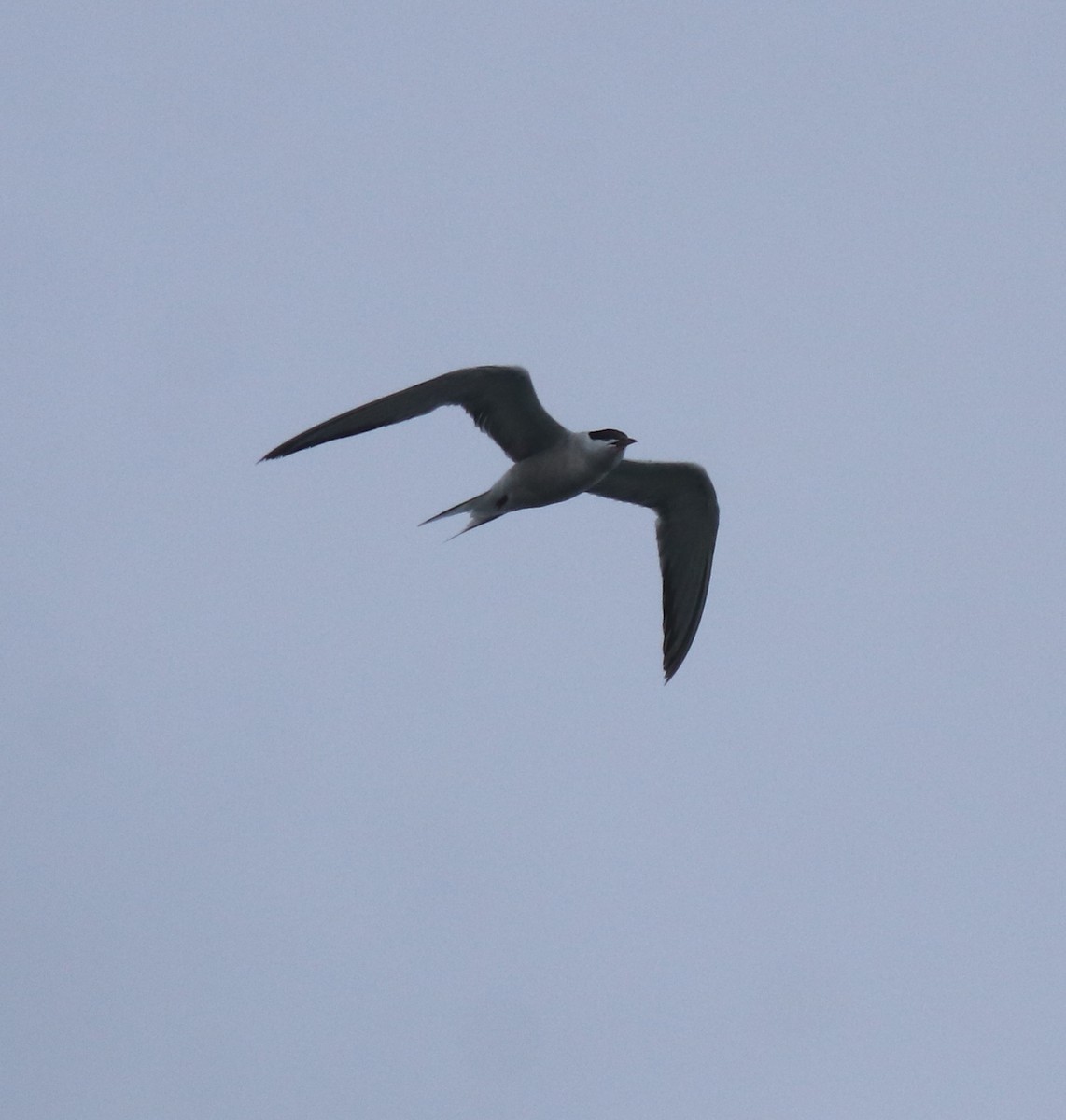 Common Tern - ML646463436