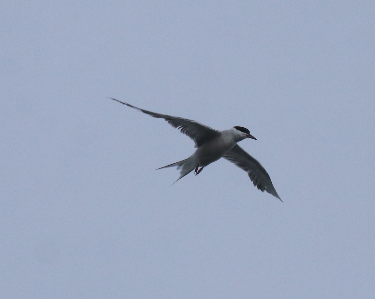 Common Tern - ML646463437