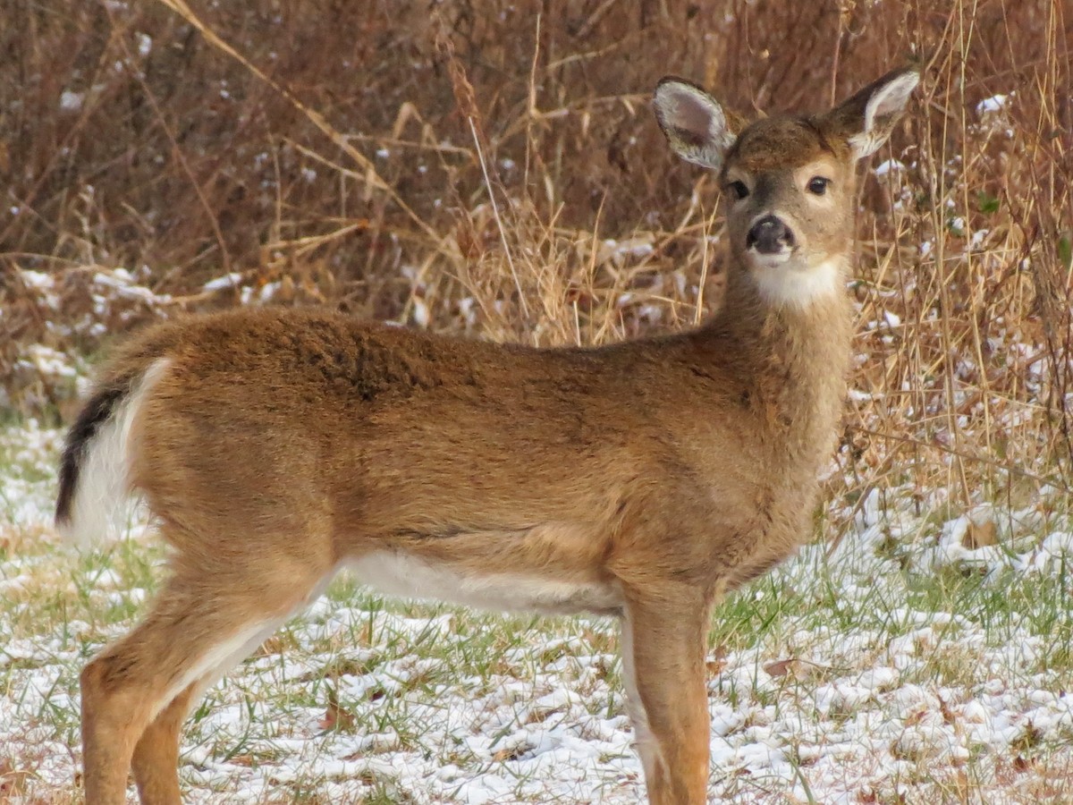 White-tailed Deer - ML646463439