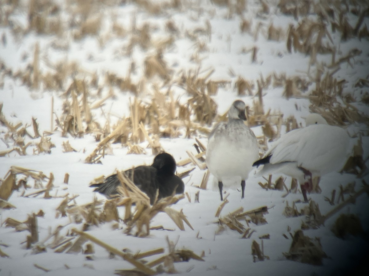 Oie des neiges - ML646463440