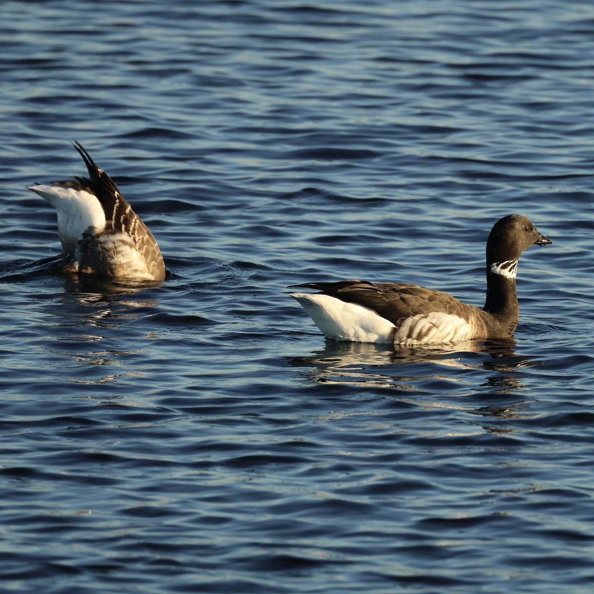 コクガン - ML646463442