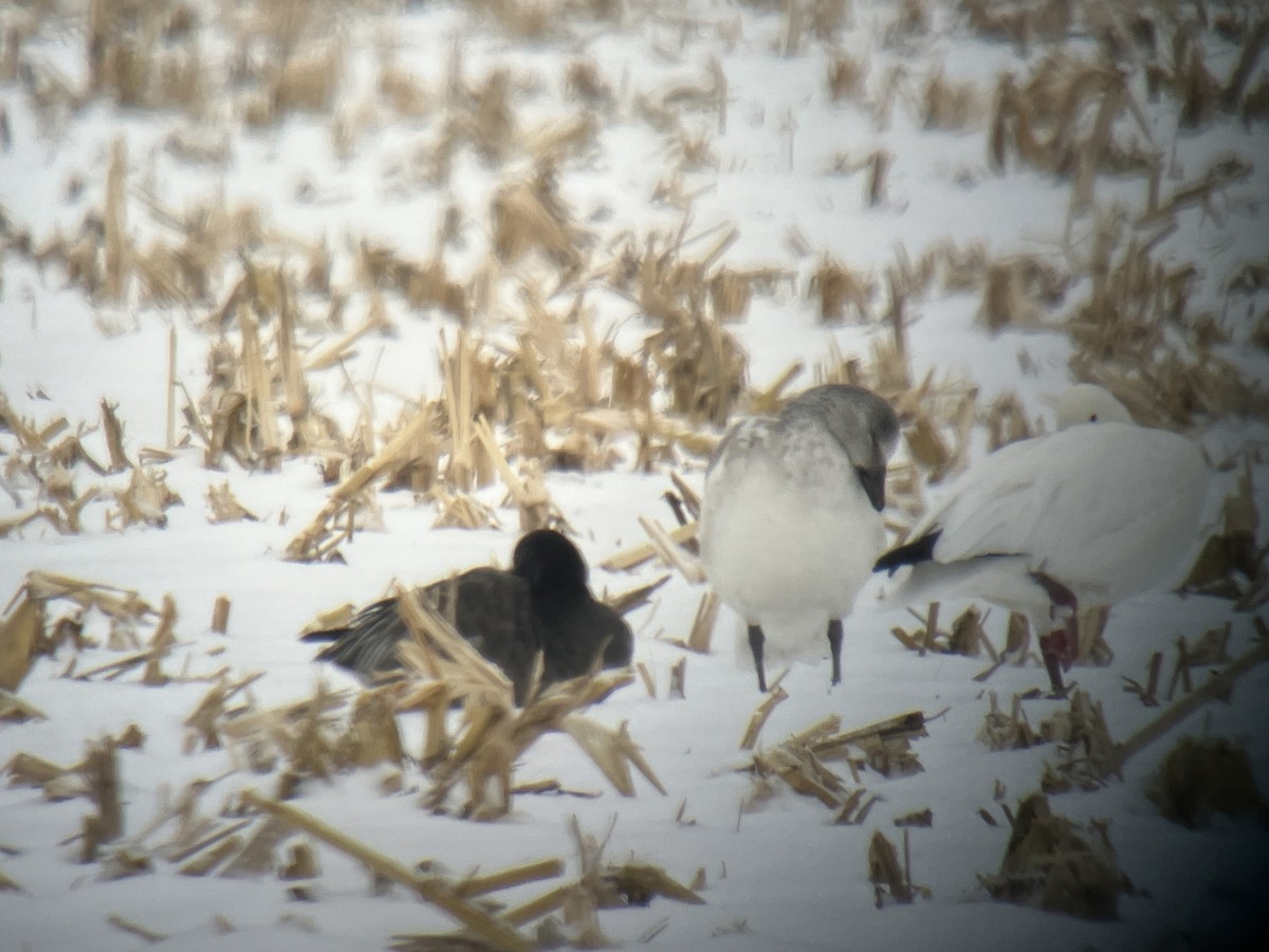 Oie des neiges - ML646463443