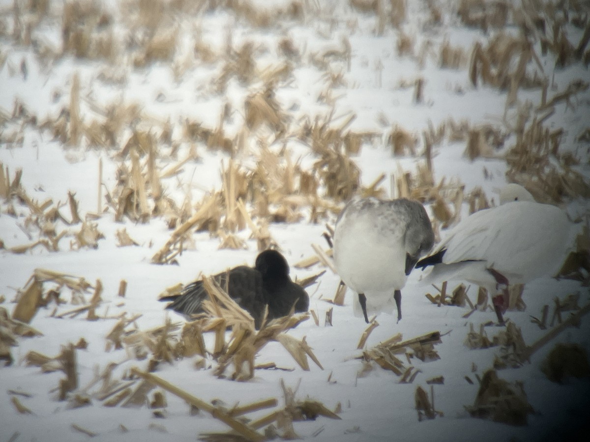 Oie des neiges - ML646463444