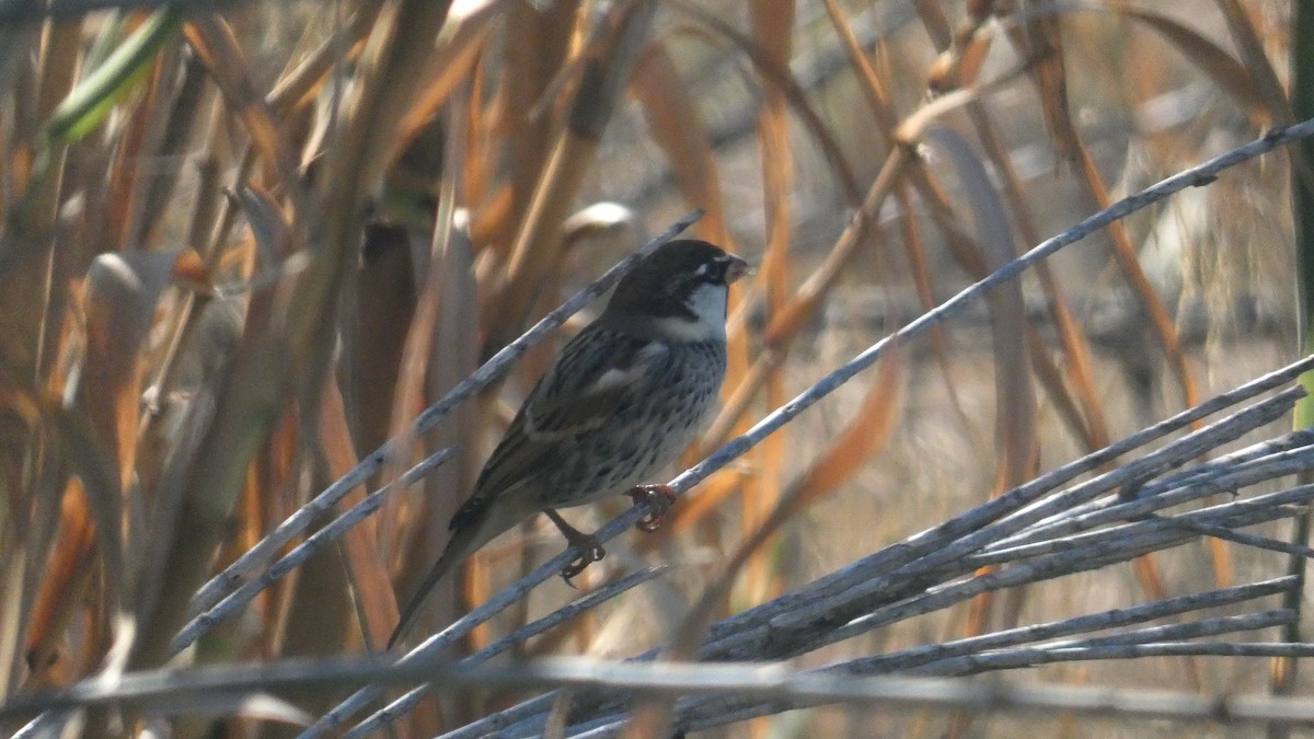 スペインスズメ - ML646463445