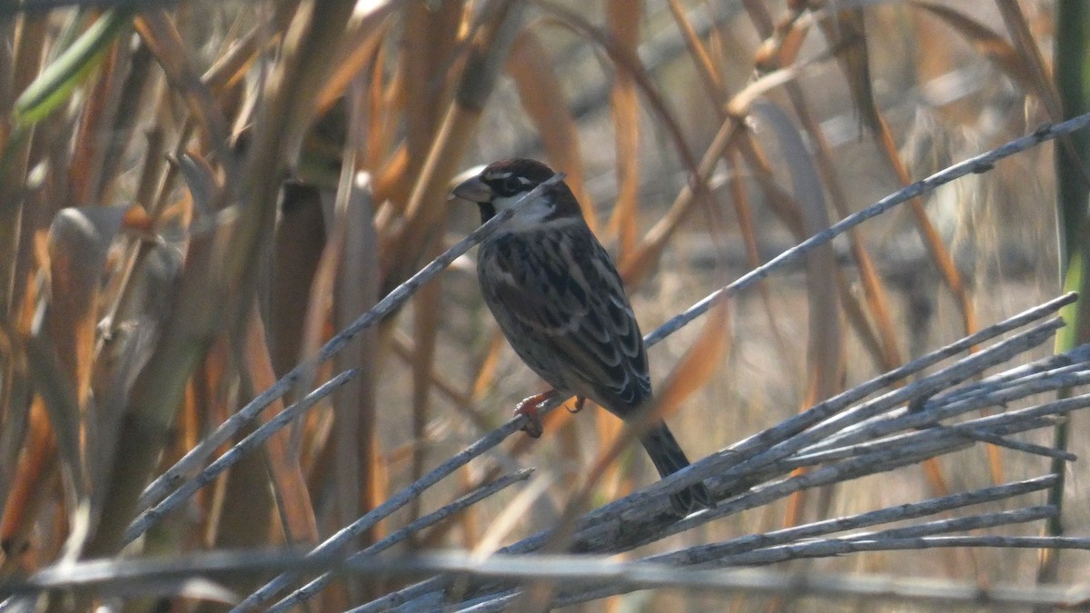 スペインスズメ - ML646463446