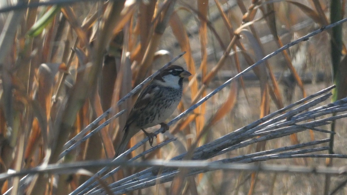 スペインスズメ - ML646463447