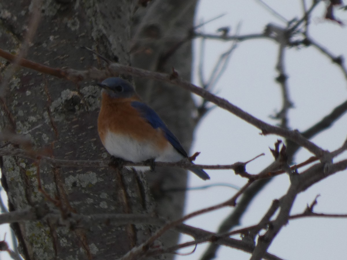 Eastern Bluebird - ML646463448